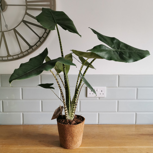 agave tequilana kaufen Shop Blue agave 'Tequila Plant' Agave Tequilana - Care and Info