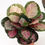 Thumbnail: Calathea Rosea Rosey