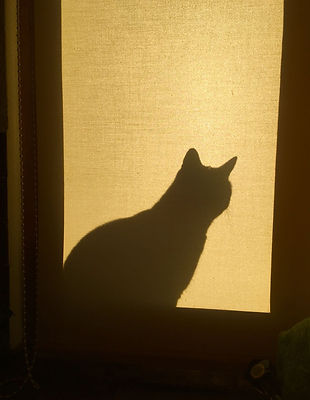 Schattenbild Katze