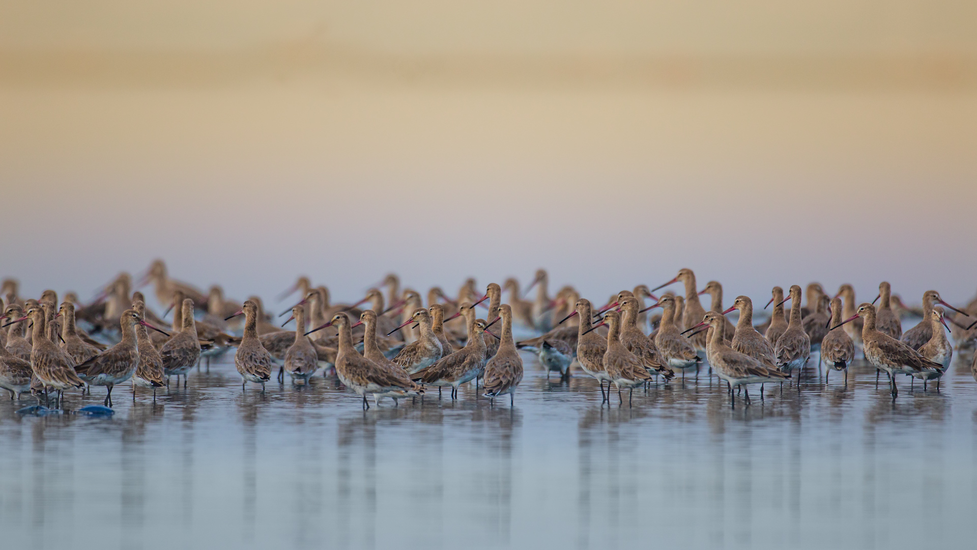 Photograph associated with Smithsonian Magazine Photo of the Day in June 2020
