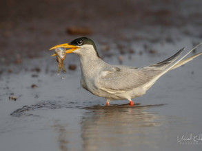 River tern bird, Bhadra Tiger Reserve, Karnataka