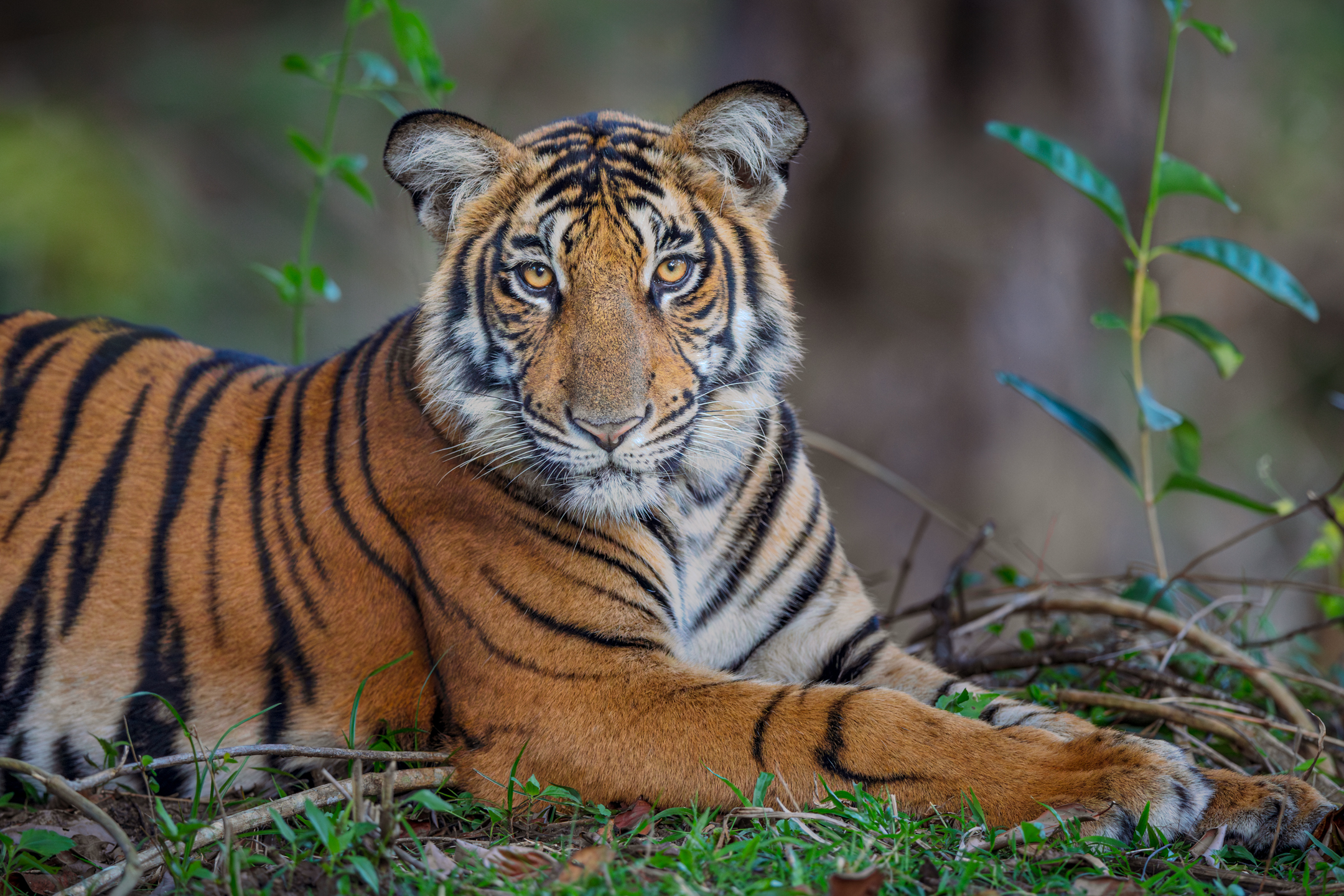 Wild tiger looking directly toward the camera