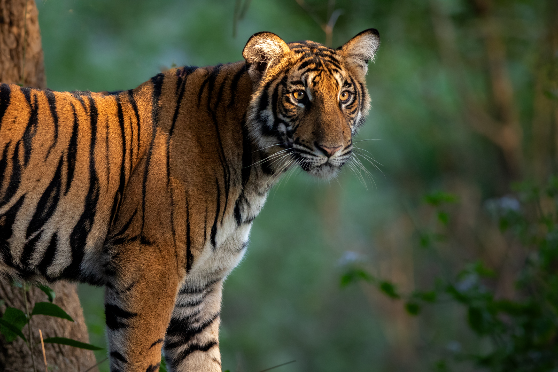 Tiger partly surrounded by green foliage