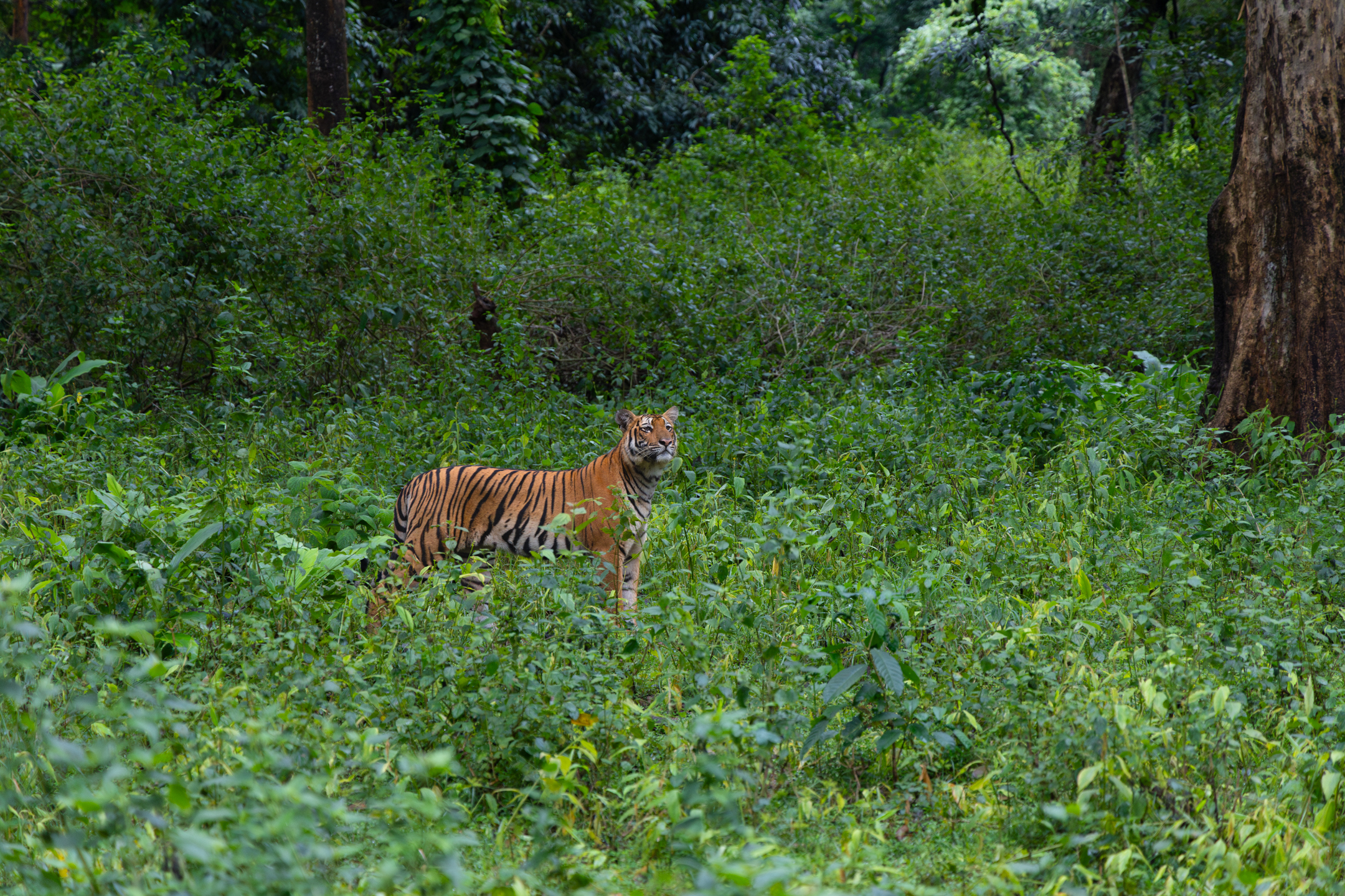 Tiger standing in dense green forest
