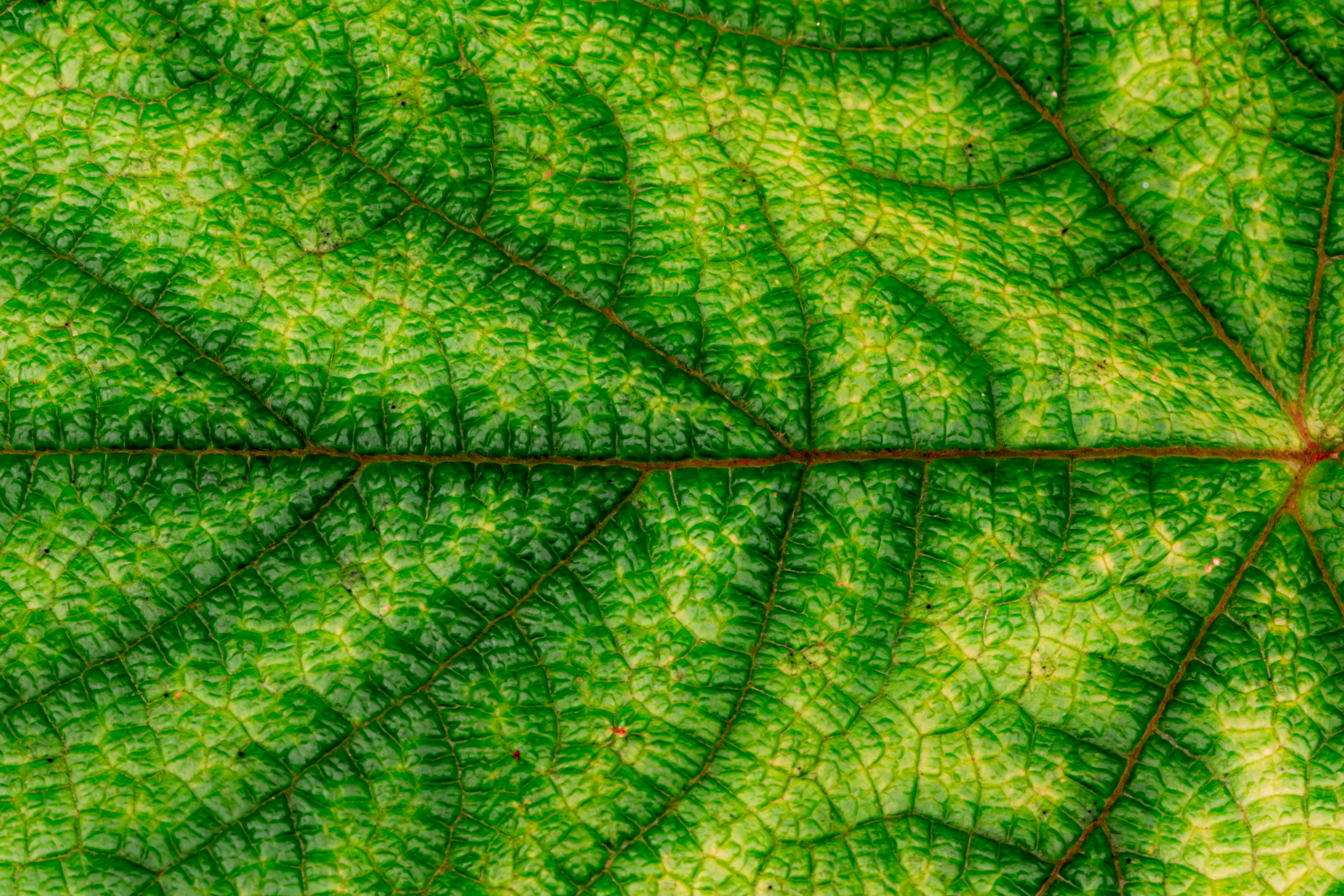 Close-up of a leaf with fine veins and natural texture