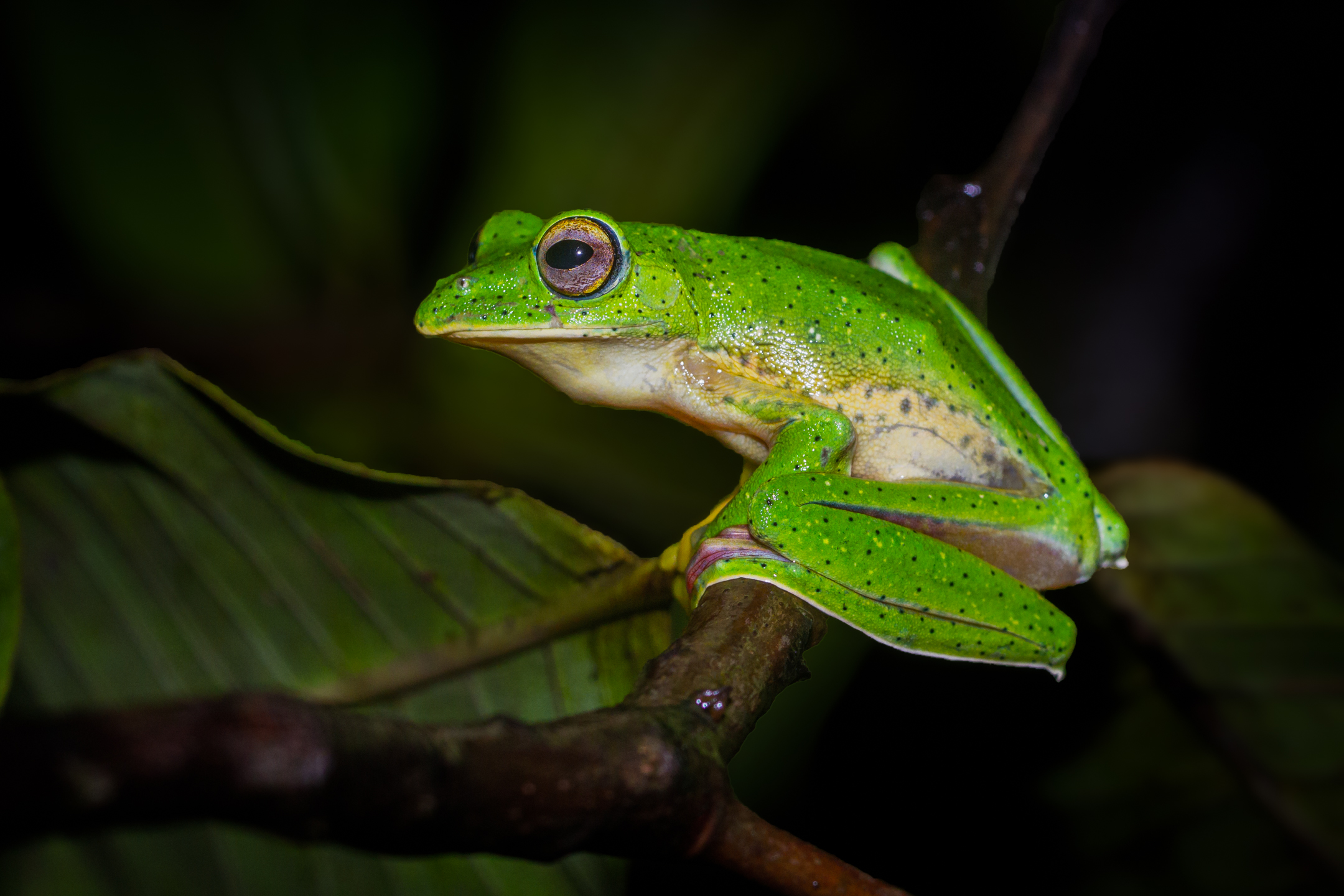 Malabar gliding frog photograph associated with Smithsonian Photo of the Day