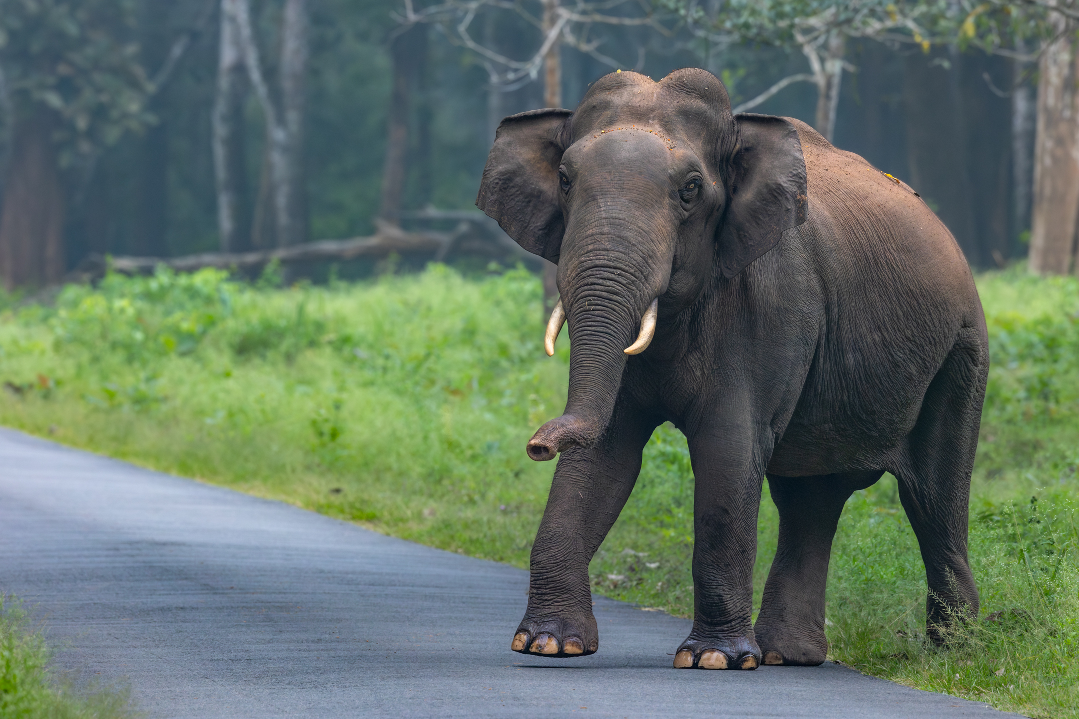 Elephant in a forest habitat