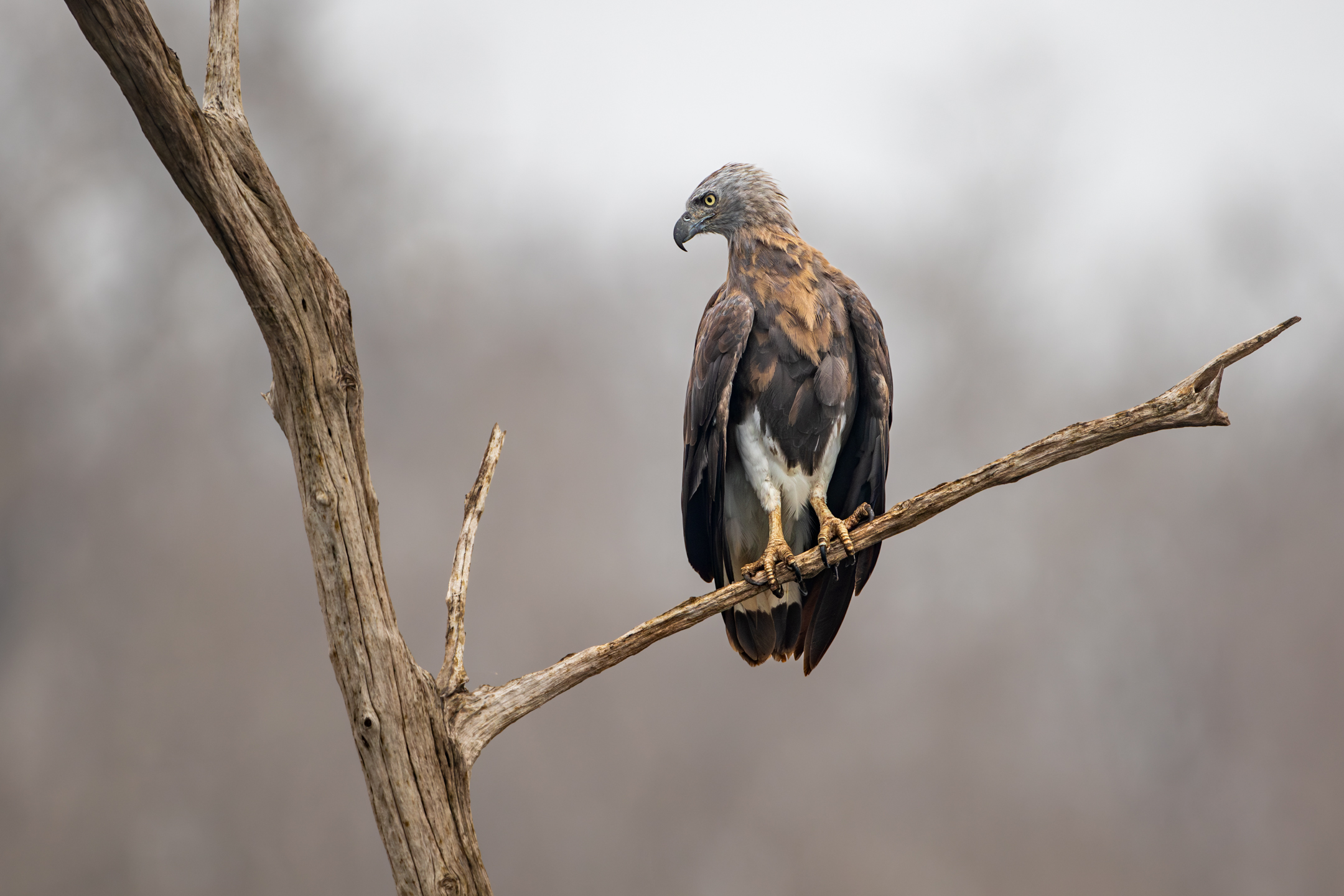 An eagle perched on a dry tree branch, surveying its surroundings