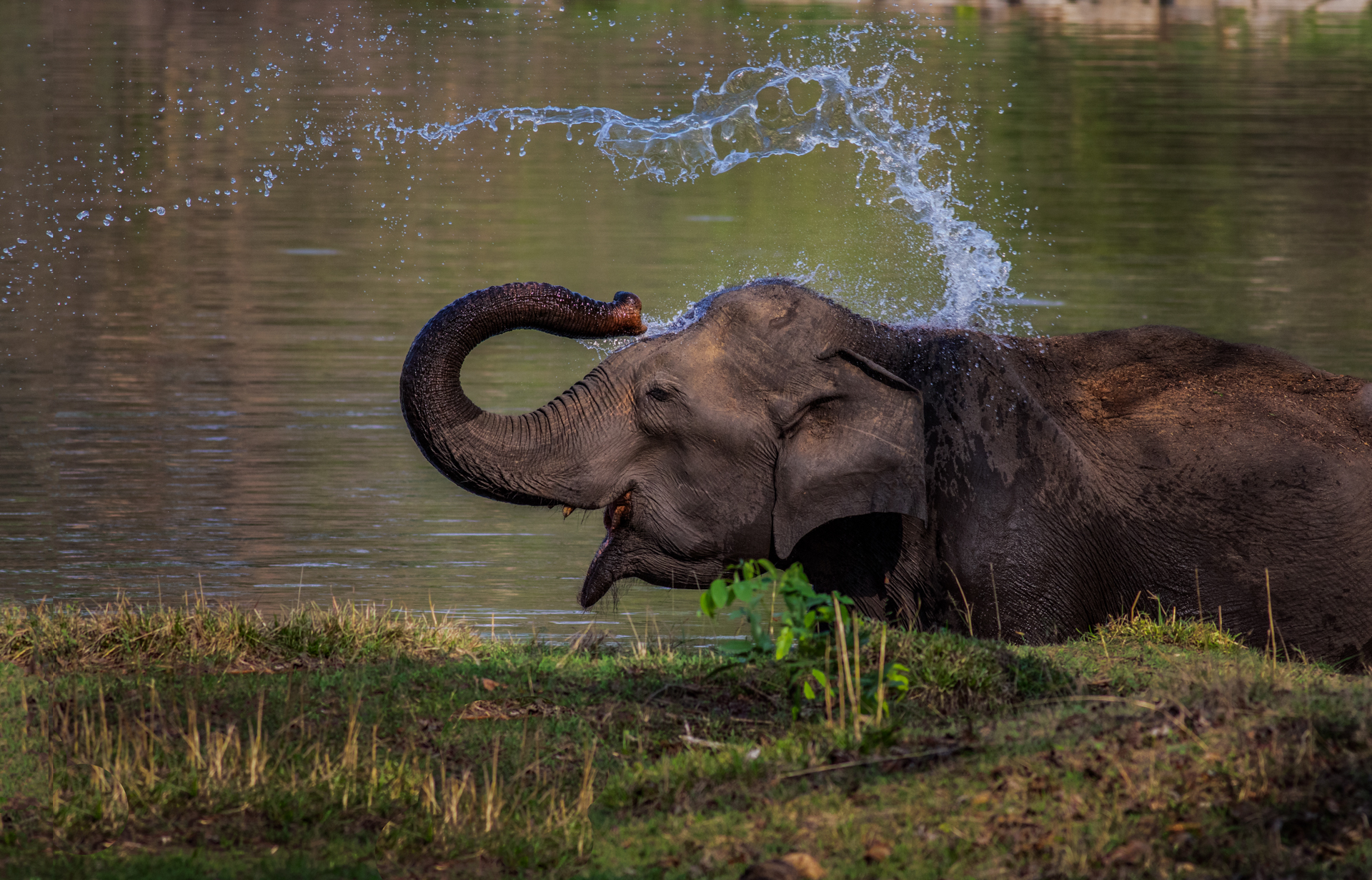 Wild elephant splashing water.