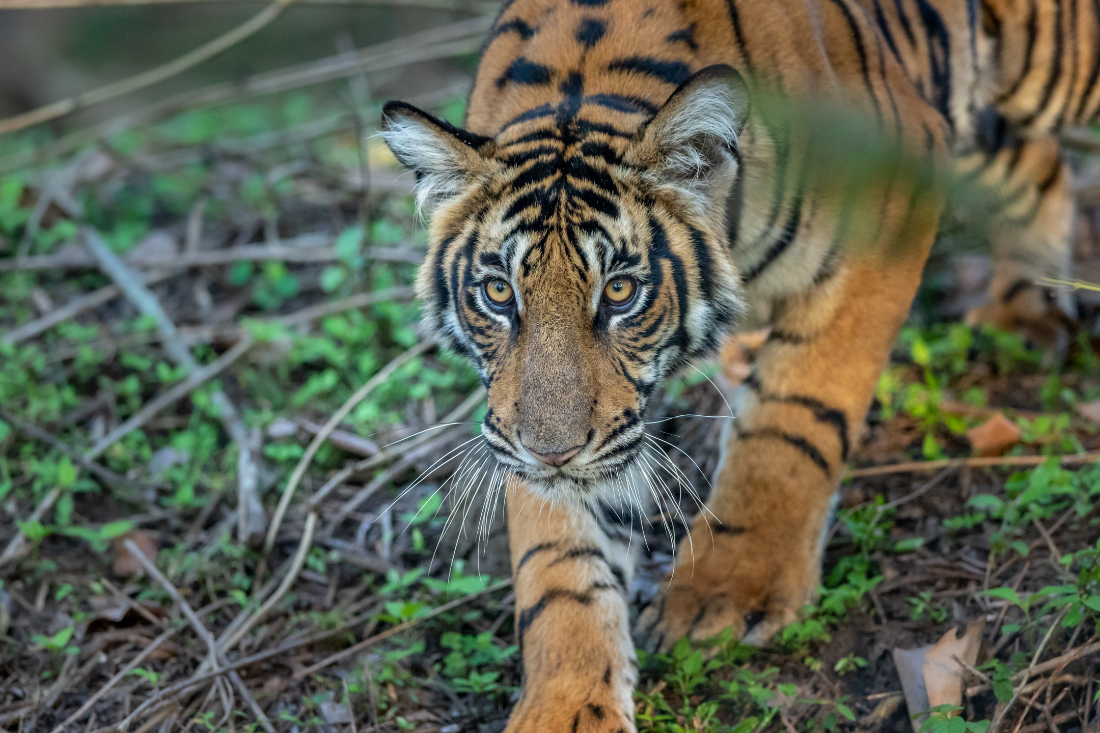 Wild tiger looking directly towards the camera