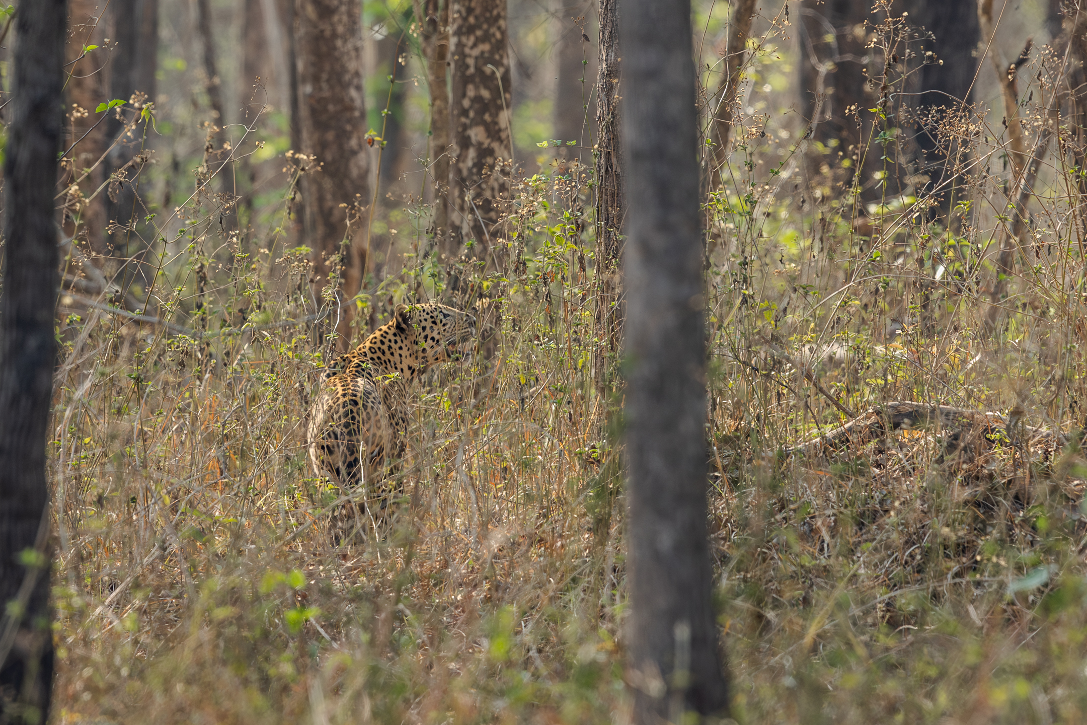 Leopard camouflaged in tall dry grass