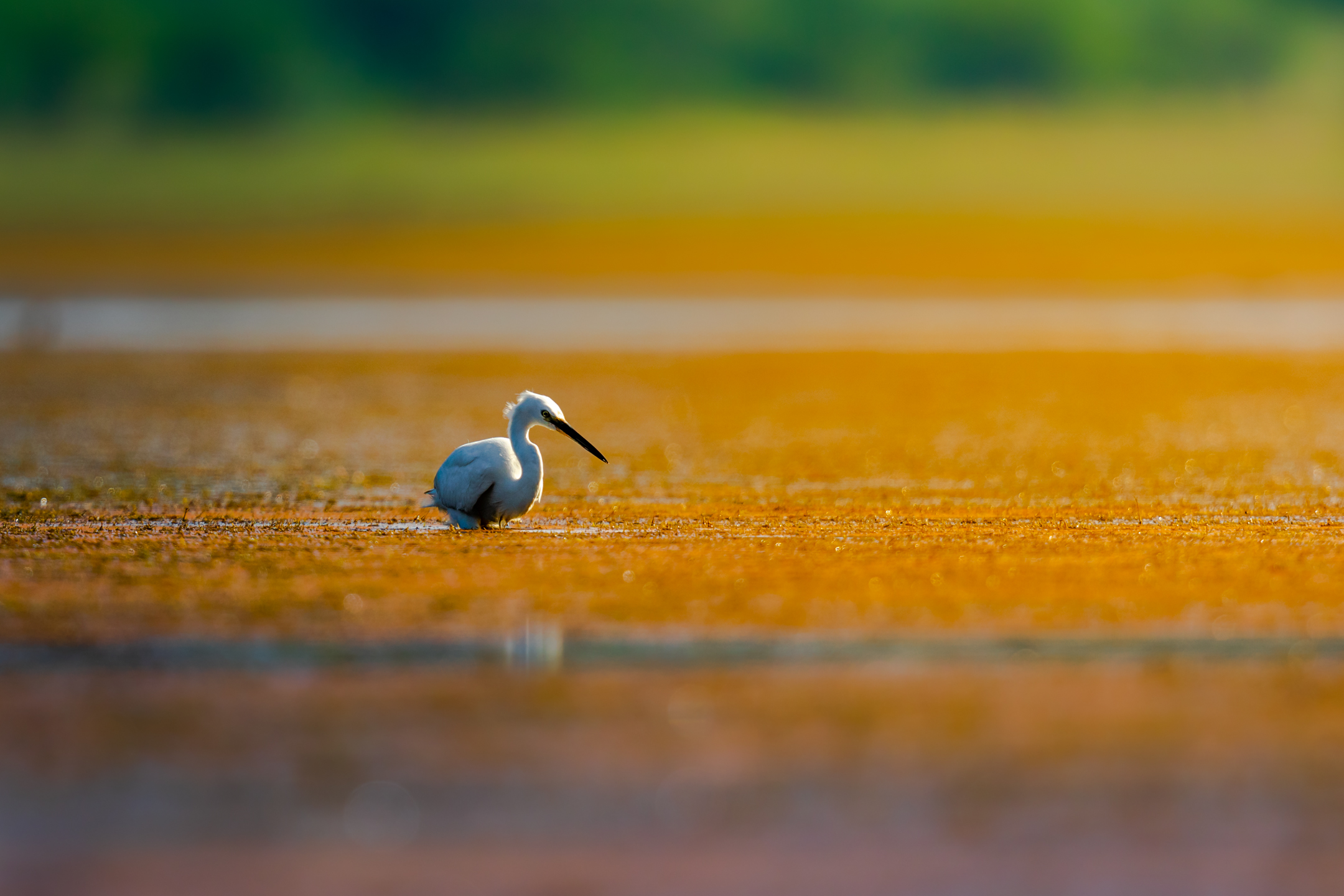 An egret standing in shallow water in a quiet wetland