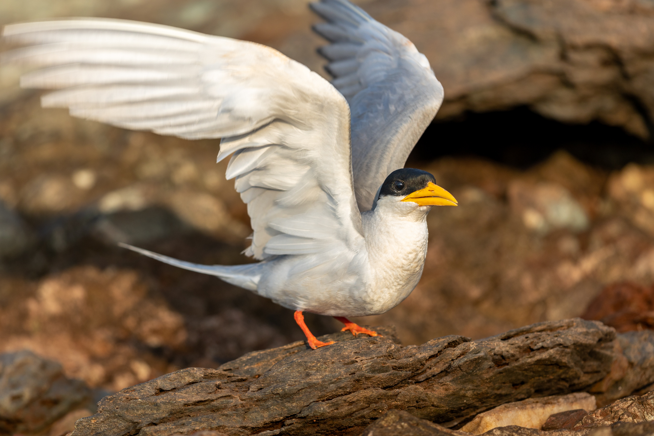 River tern with wings open above water