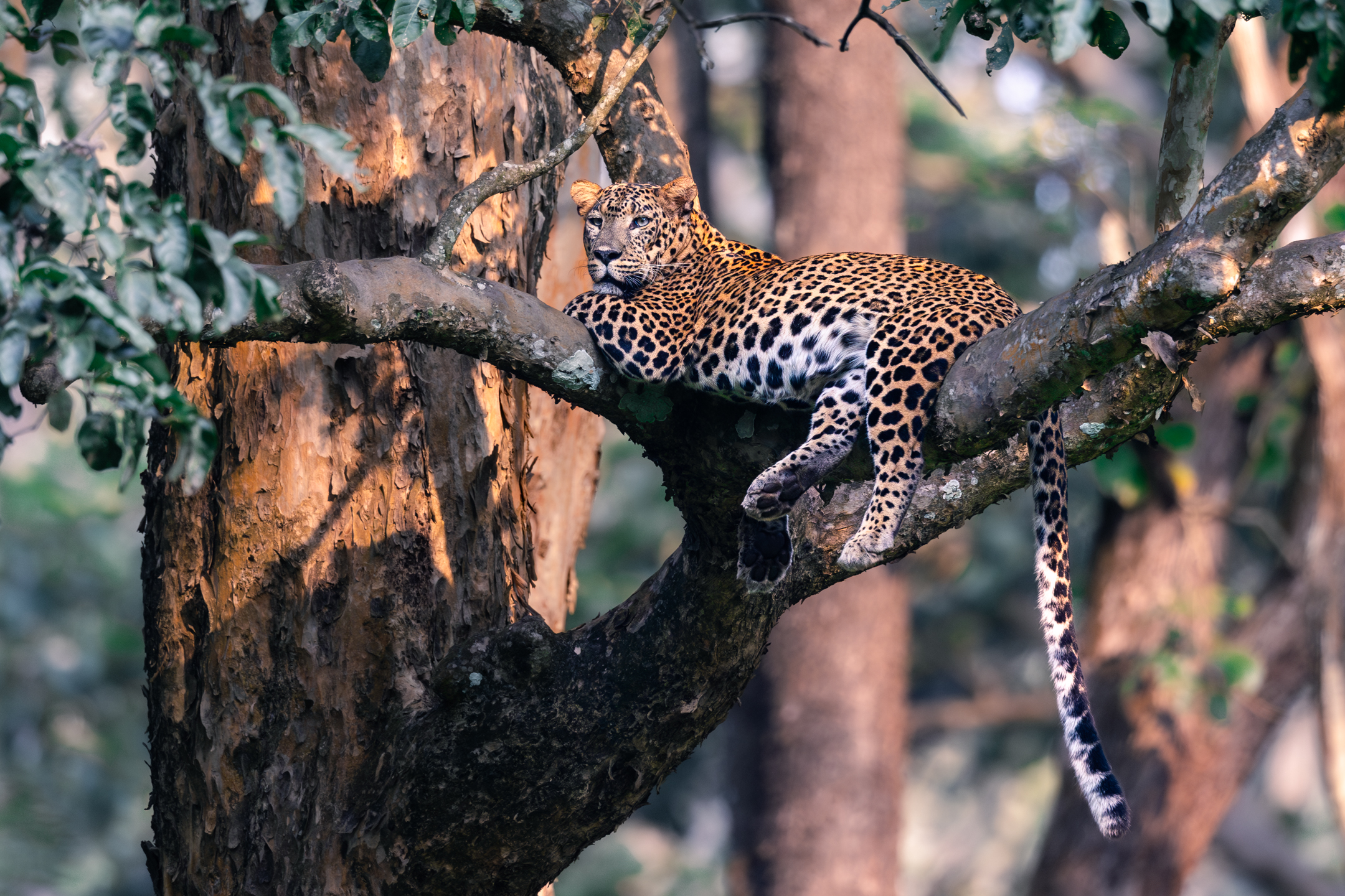 Leopard resting on a tree branch