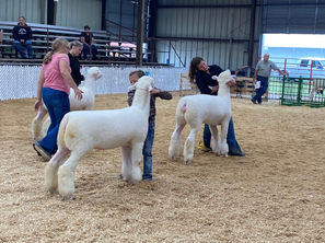 Ffitted ewe drive.jpg