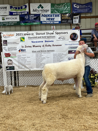 Champion Fitted Ram and Best Headed Ram.HEIC Shown by Tayten Terpstra T029.heif