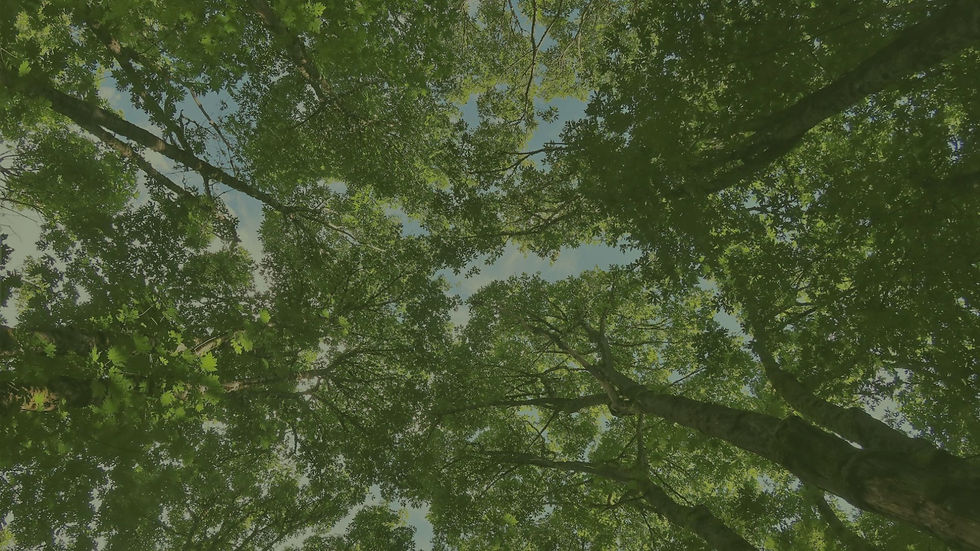 Fox in the forest hero image.jpg