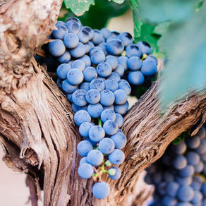 Nebbiolo