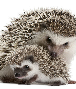 Det är värt att utstå några rispor!