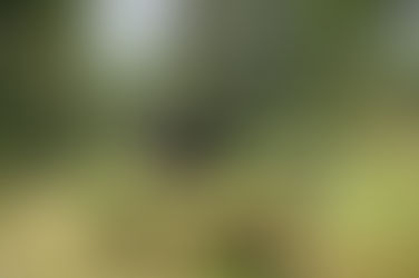 I de bortglömda fotspåren av Helige Sven av Arboga