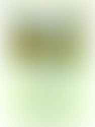 Stegen och dess steg