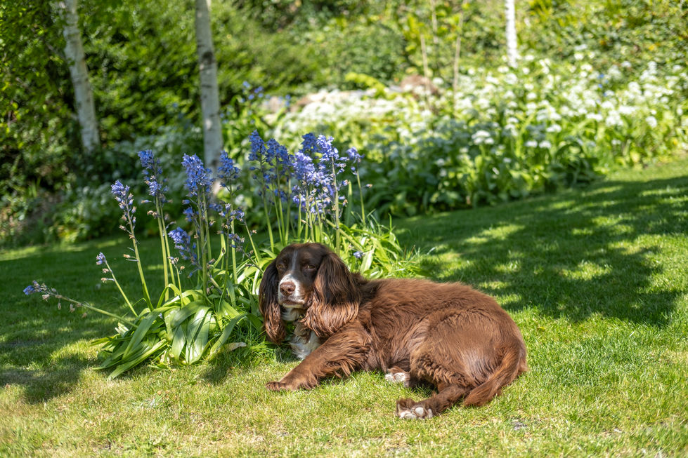 Rose Cottage-32
