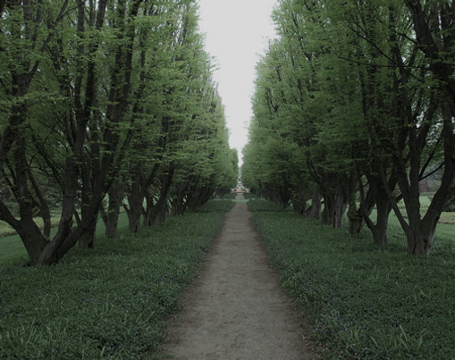 Tree Lined Path_edited.jpg