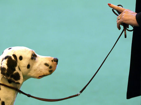 🐾 How to Fade Out Treats Without Losing Good Behavior