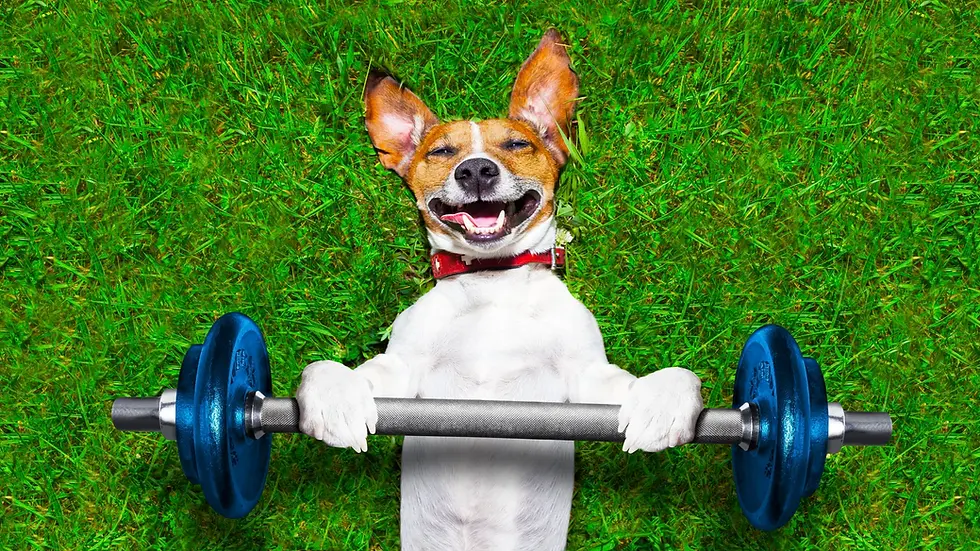 How Physical Exercise Impacts Your Dog’s Behavior 🐾