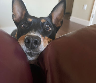 photo of a black and brown dog who is the office mascot for peak plumbing