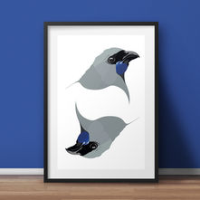 Native Birds poster