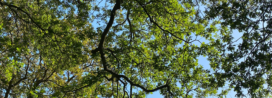 IMG_2703.jpeg