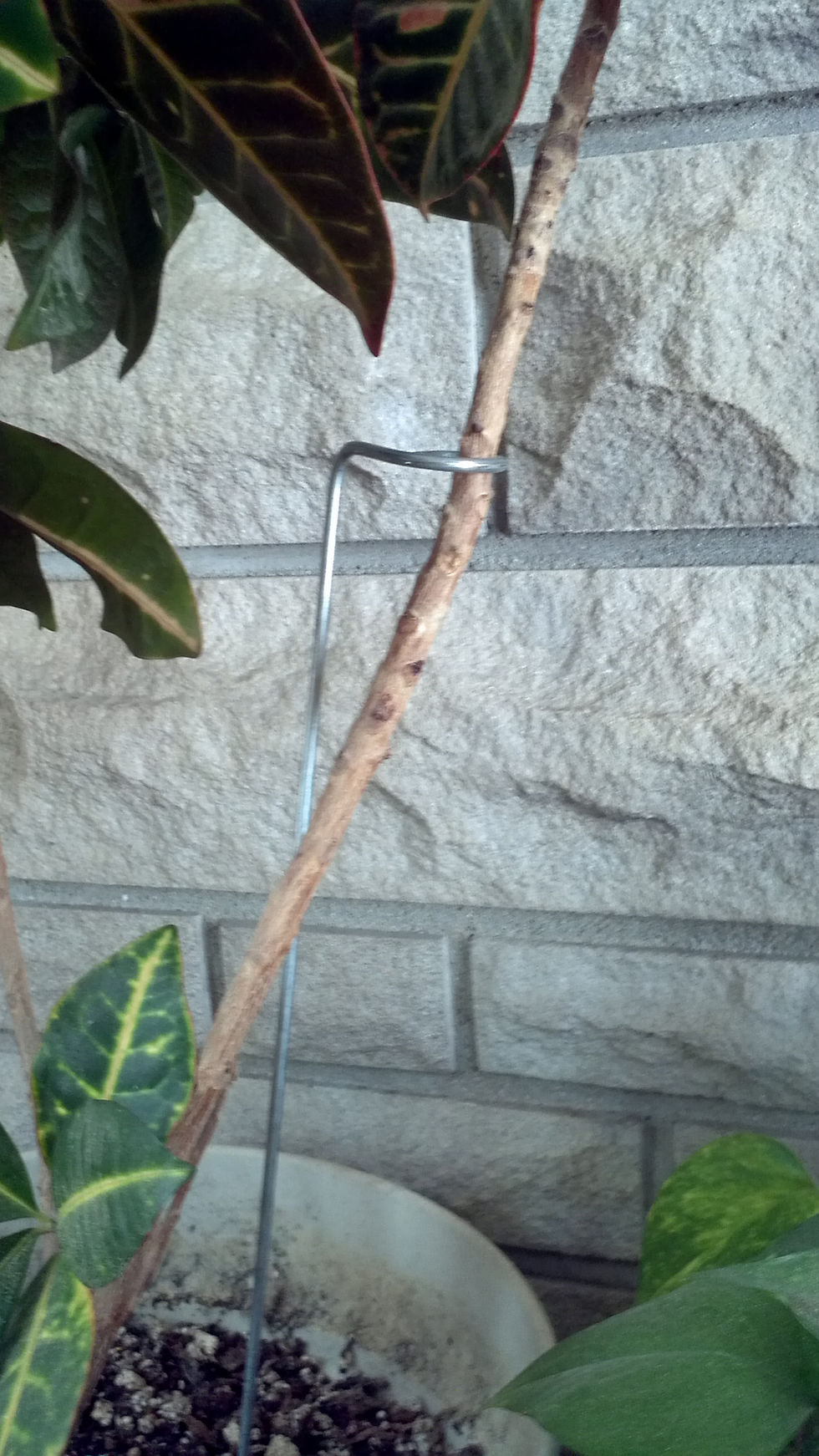 Thumbnail: Plant Support Stake