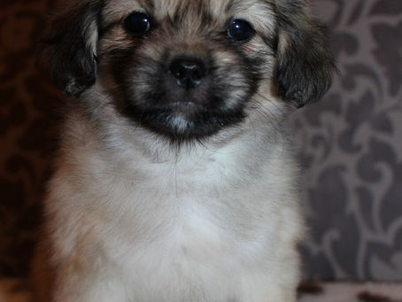 J-tipsupennut uusiin koteihin