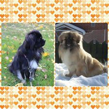 Dellalle tulossa pentu huhtikuun lopussa 2015