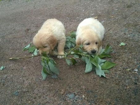 Cindyn ja Antin pennut uusiin koteihin
