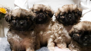 V-tipsupennut omiin koteihinsa