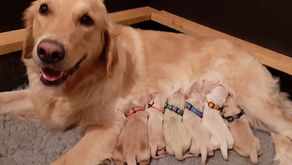 Katen ja Waldon U-pentue syntynyt