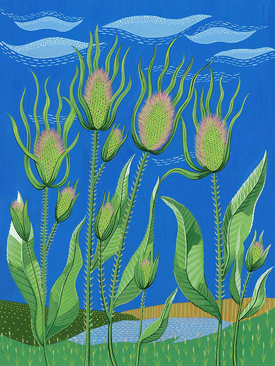 Teasel.jpg