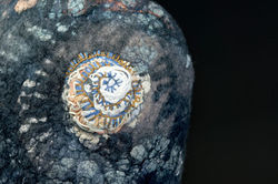 Ammonite vessels 8