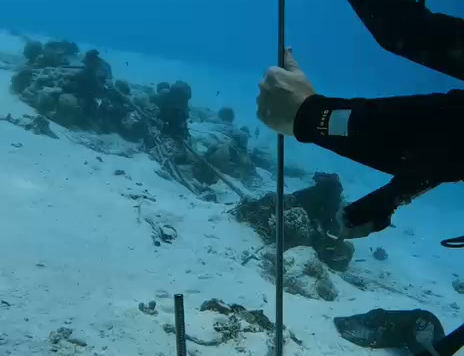 Coral Sonic Resilience