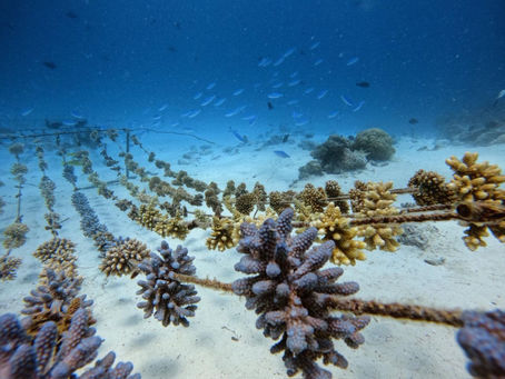 Welcome to the 2026 Coral Nursery!