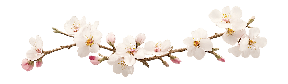 mandelblüte_edited.png