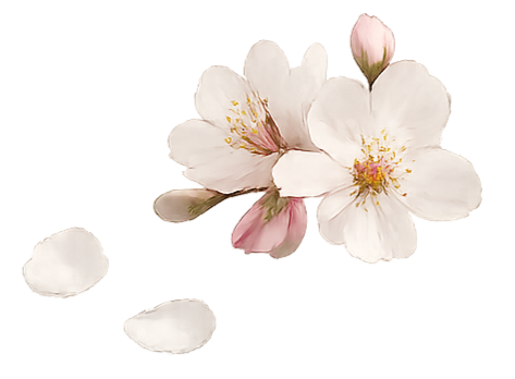 mandelblüte_edited.png