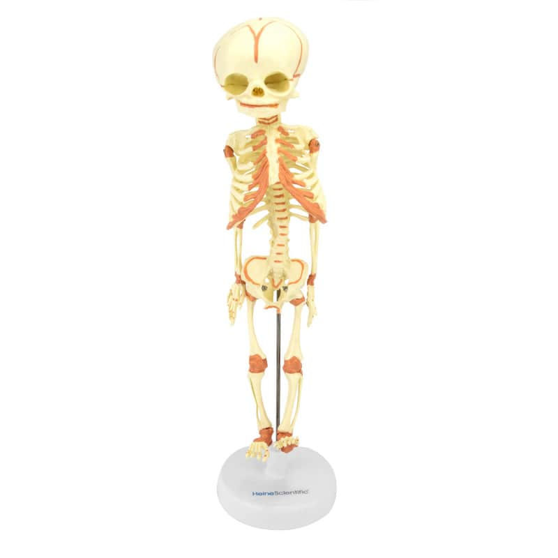 Abbildung eines anatomischen Modells des Fötus-Skeletts, das einen menschlichen Fötus in der 30. Schwangerschaftswoche zeigt.