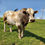 Thumbnail: Piedmontese Beef Share Deposit