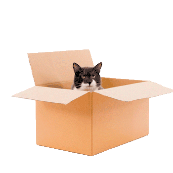 cat_1giphy.gif