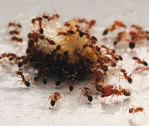 Fourmis : Architectes Sociaux et Collaborateurs Inlassables de la Nature