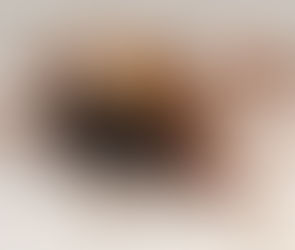 Fourmis : Architectes Sociaux et Collaborateurs Inlassables de la Nature