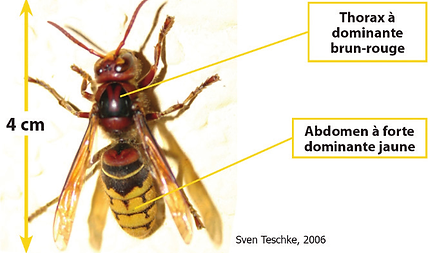 Frelon Européen, Vespa crabro